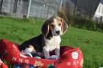 Beagle (reu) 39989