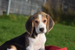 Beagle (reu) 39989