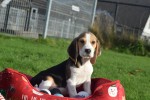 Beagle (reu) 39989