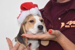 Beagle (reu) 39989