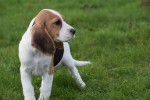 Beagle (teef) 39562