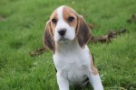 Beagle (teef) 39562