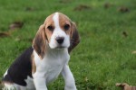 Beagle (teef) 39562