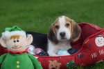 Beagle (reu) 40000