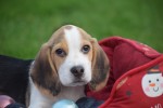 Beagle (reu) 40000