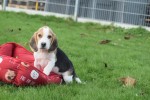 Beagle (reu) 40000