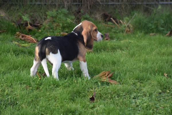 Beagle (reu) 40726