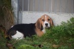 Beagle (reu) 40726