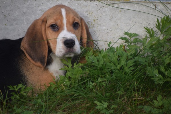 Beagle (reu) 40726