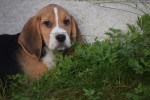 Beagle (reu) 40726