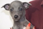 Whippet (reu) 94452
