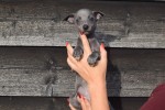 Whippet (reu) 94452