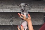 Whippet (reu) 94452