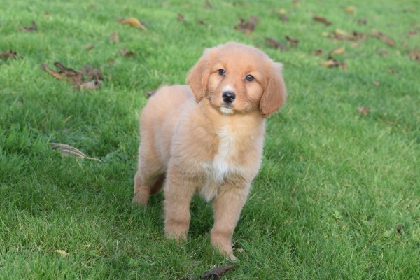 Nova Scotia Duck Tolling Retriever (reu) 40759