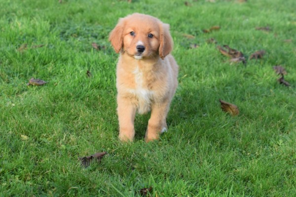 Nova Scotia Duck Tolling Retriever (reu) 40759
