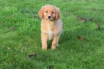 Nova Scotia Duck Tolling Retriever (reu) 40759