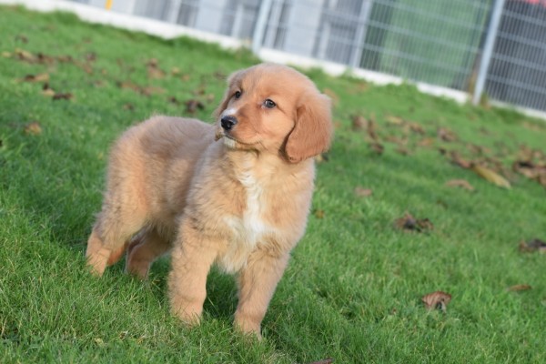 Nova Scotia Duck Tolling Retriever (reu) 40759