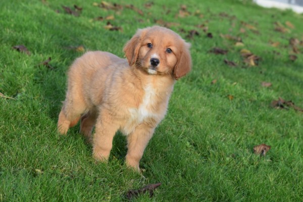 Nova Scotia Duck Tolling Retriever (reu) 40759
