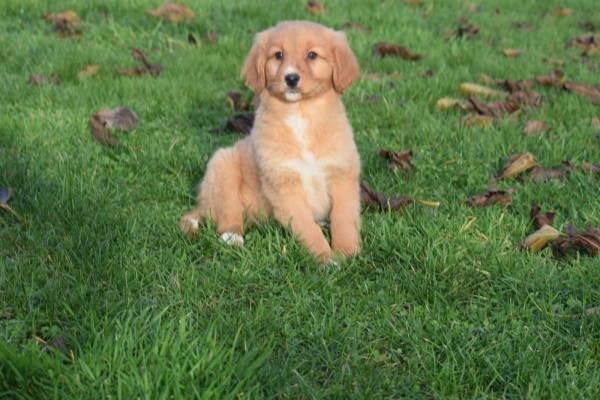 Nova Scotia Duck Tolling Retriever (reu) 40759