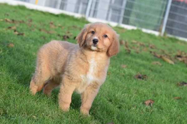 Nova Scotia Duck Tolling Retriever (reu) 40759