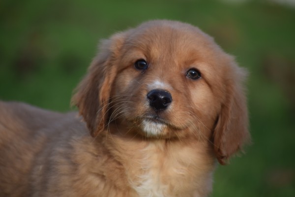 Nova Scotia Duck Tolling Retriever (reu) 40759