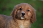 Nova Scotia Duck Tolling Retriever (reu) 40759