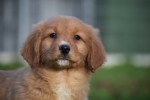 Nova Scotia Duck Tolling Retriever (reu) 40759