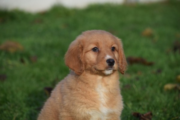Nova Scotia Duck Tolling Retriever (reu) 40759