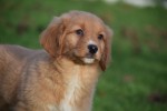 Nova Scotia Duck Tolling Retriever (reu) 40759