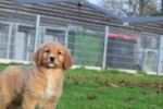 Nova Scotia Duck Tolling Retriever (reu) 40759