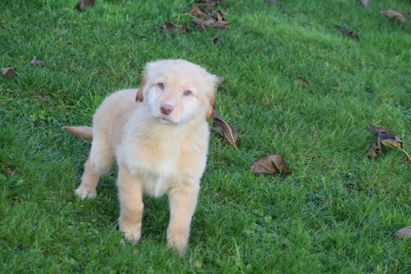 Nova Scotia Duck Tolling Retriever (teef) 40704