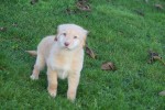 Nova Scotia Duck Tolling Retriever (teef) 40704