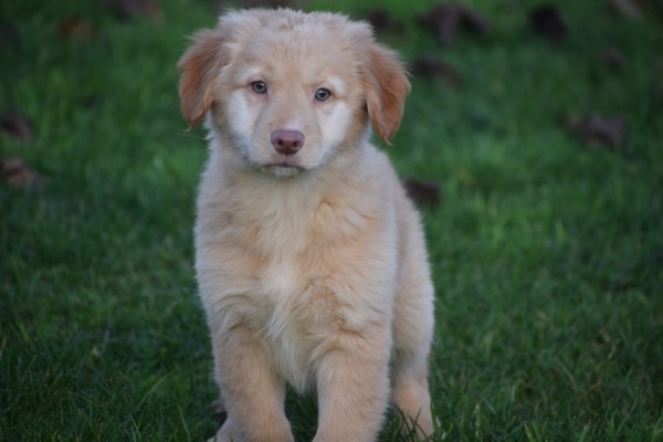 Nova Scotia Duck Tolling Retriever (teef) 40704