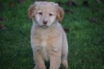 Nova Scotia Duck Tolling Retriever (teef) 40704