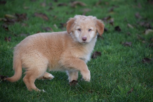 Nova Scotia Duck Tolling Retriever (teef) 40704
