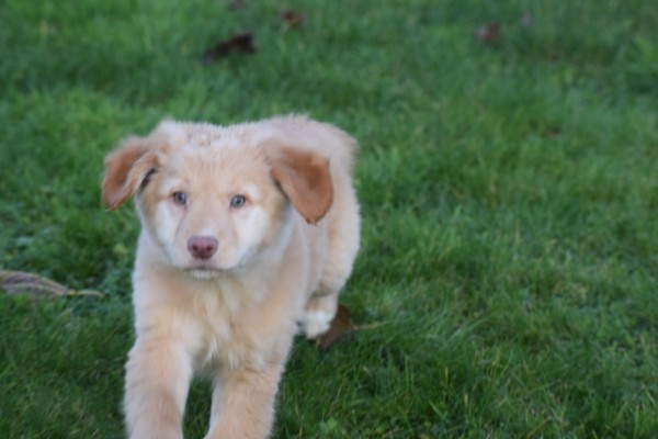 Nova Scotia Duck Tolling Retriever (teef) 40704