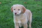 Nova Scotia Duck Tolling Retriever (teef) 40704