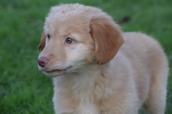 Nova Scotia Duck Tolling Retriever (teef) 40704
