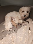 Maltipoo nestje 