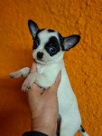 Chihuahua nestje 