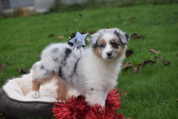 Australische herdershond (teef) 05815