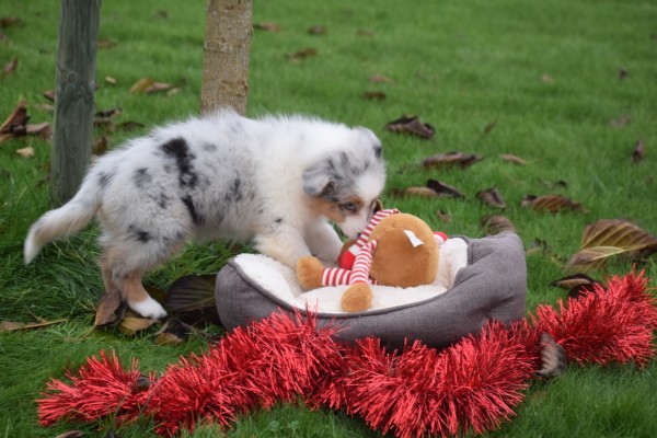 Australische herdershond (teef) 05815