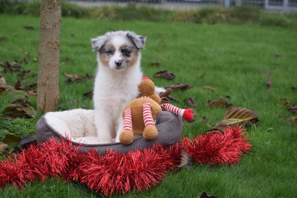 Australische herdershond (teef) 05815