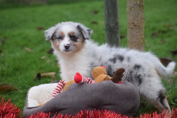 Australische herdershond (teef) 05815