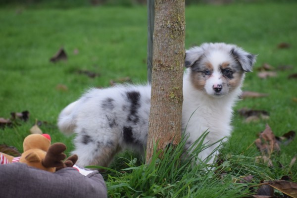 Australische herdershond (teef) 05815