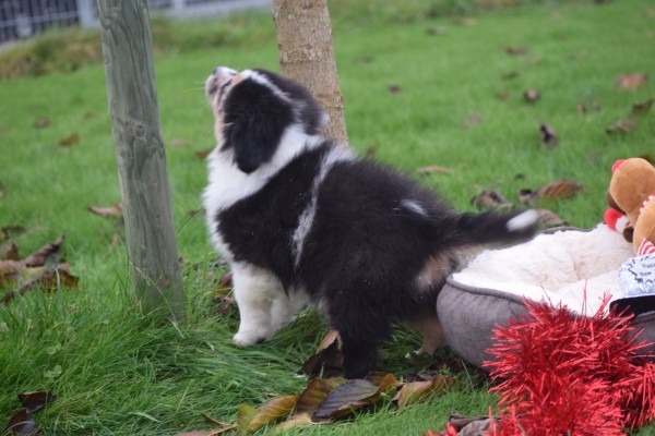 Australische herdershond (reu) 05845