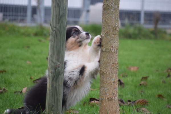 Australische herdershond (reu) 05845