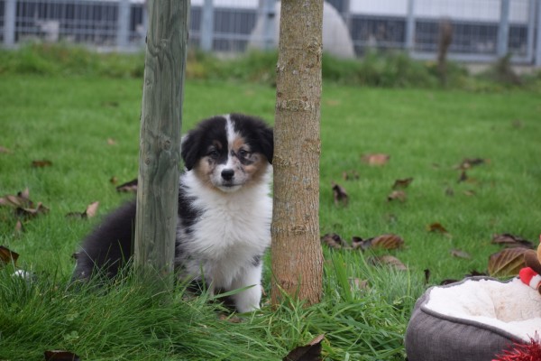 Australische herdershond (reu) 05845