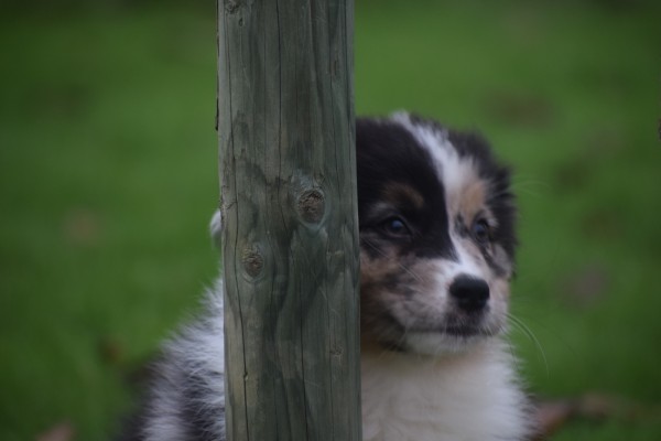 Australische herdershond (reu) 05845