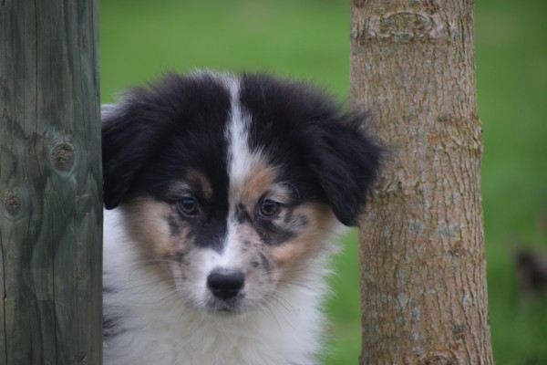 Australische herdershond (reu) 05845